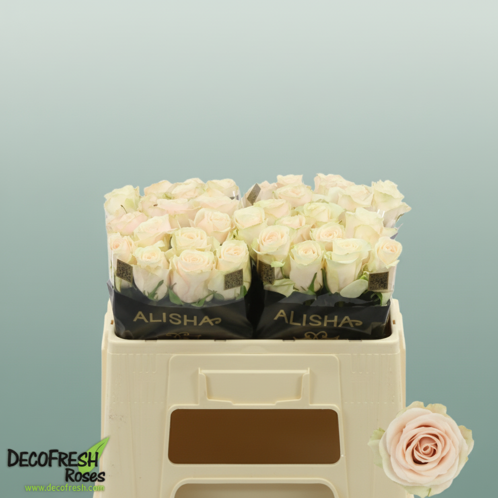Rose - Rosa - Roxanne+