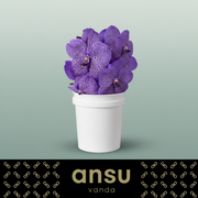 Vanda Orchid Sunanda Lavender Sprinkles