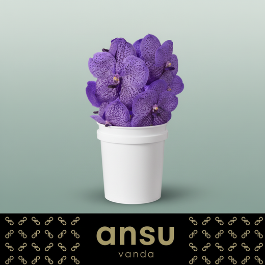 Vanda Orchid Sunanda Lavender Sprinkles