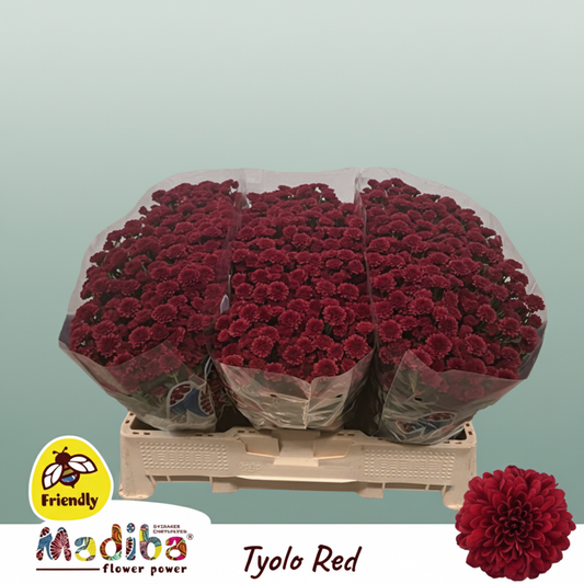 Chrysanthemum Santini Mad Tyolo Red