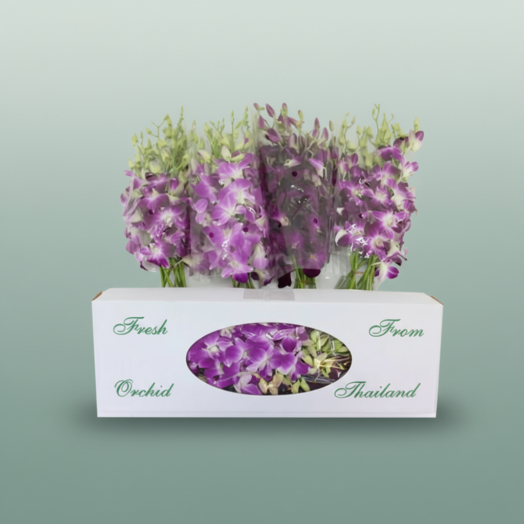 Orchid Dendro Dark Color