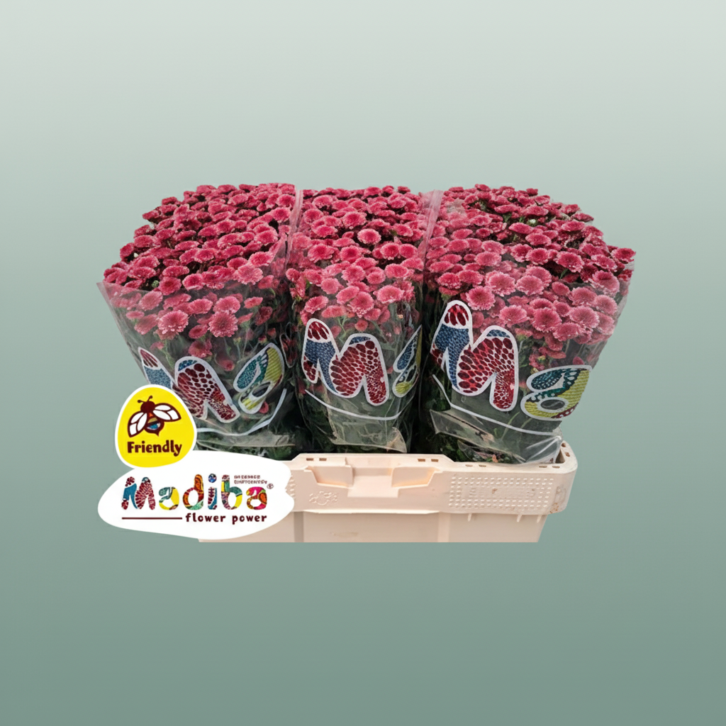 Chrysanthemum Santini Mad Tyolo Cherry