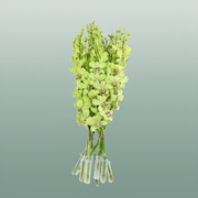 Orchid Dendro Green