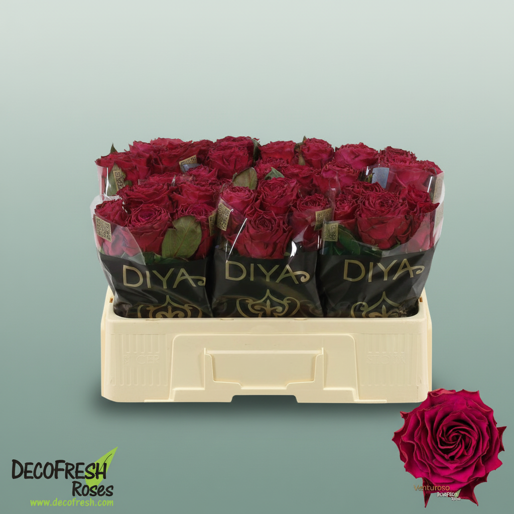 Rose Venturoso