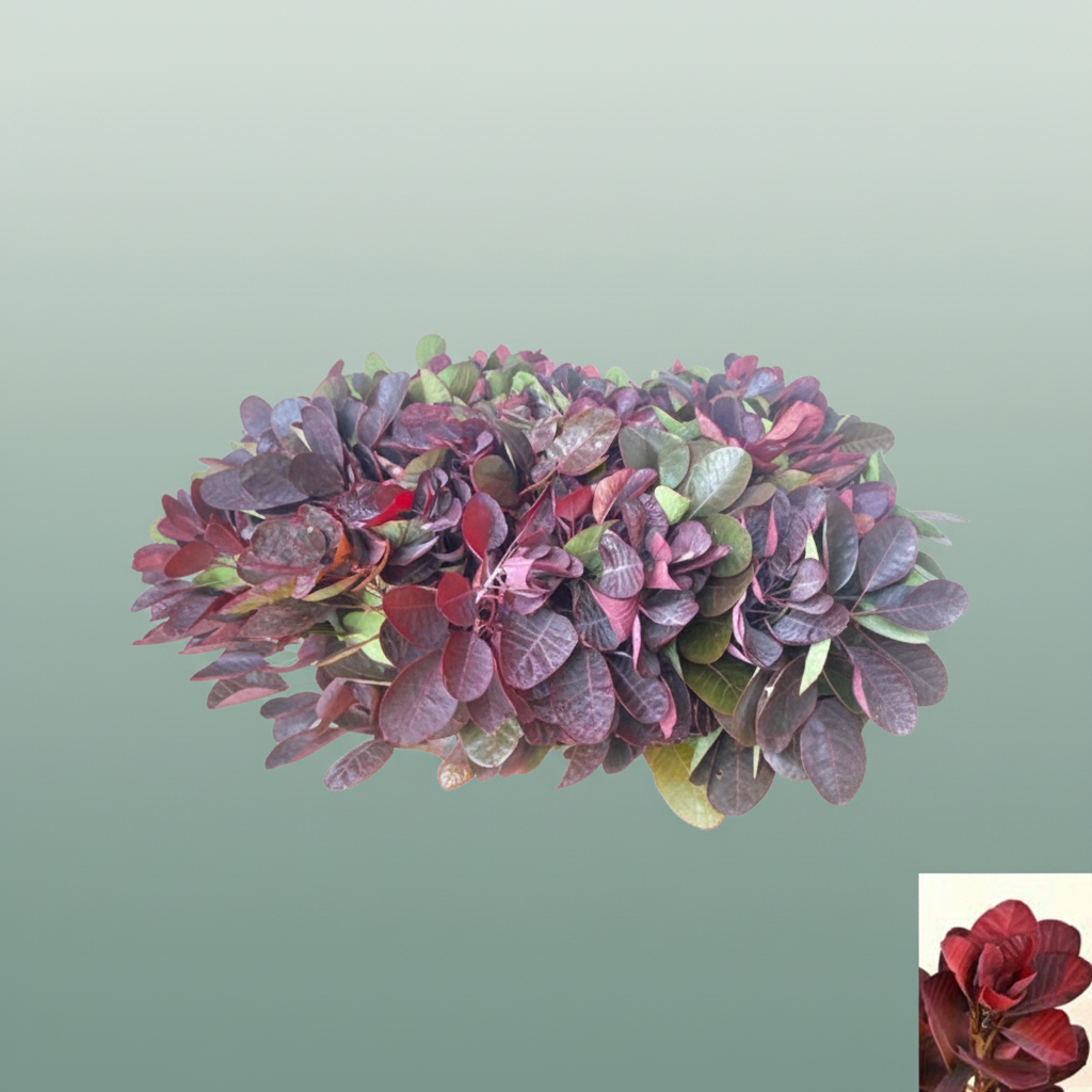 Cotinus C Royal Purple