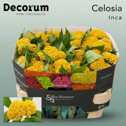 Yellow Celosia ‘Reprise Gold’ – 72cm Stems