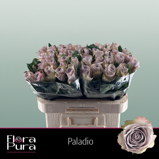 Rose Paladio
