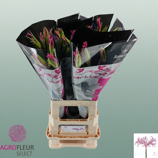 Amaranthus Aphrodite