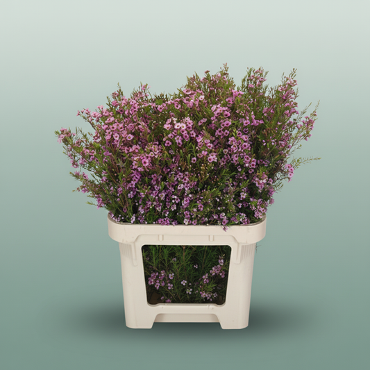Waxflower Kerryn