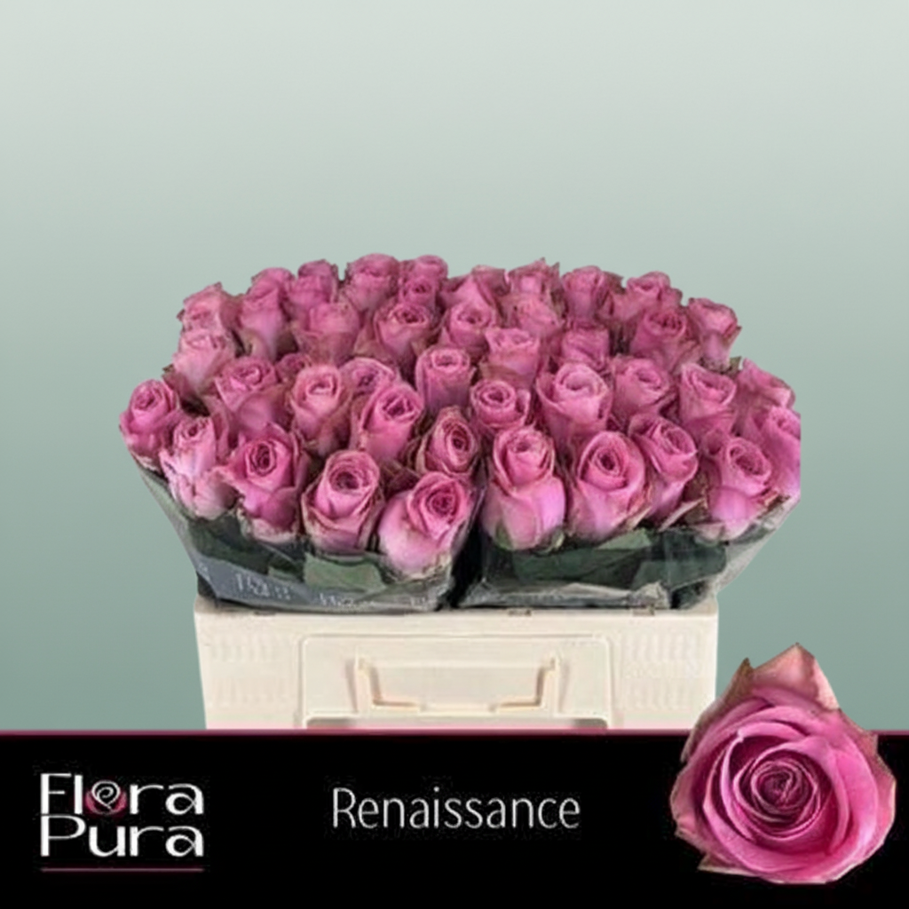 Rose Renaissance