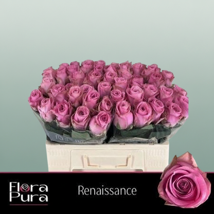 Rose Renaissance