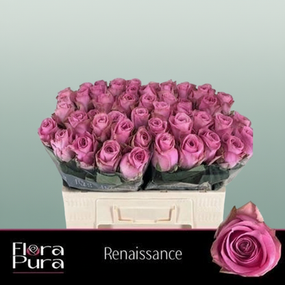 Rose Renaissance