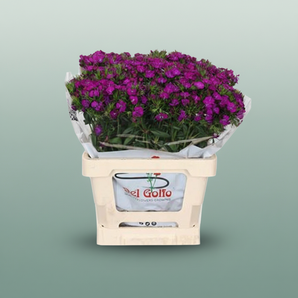 Sweet William Neon Purple