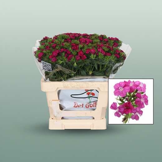 Sweet William ‘Amazon Neon Cherry’ – Red Cut Stems