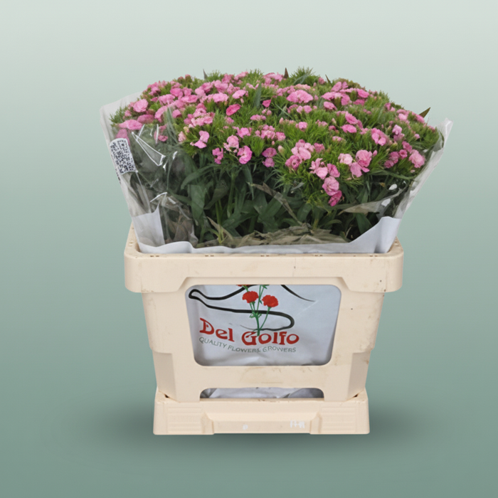 Sweet William Neon Pink