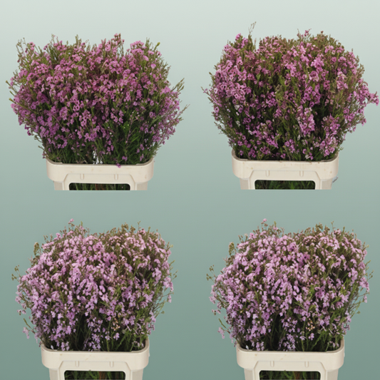 Waxflower Pink Wholesalers Choice