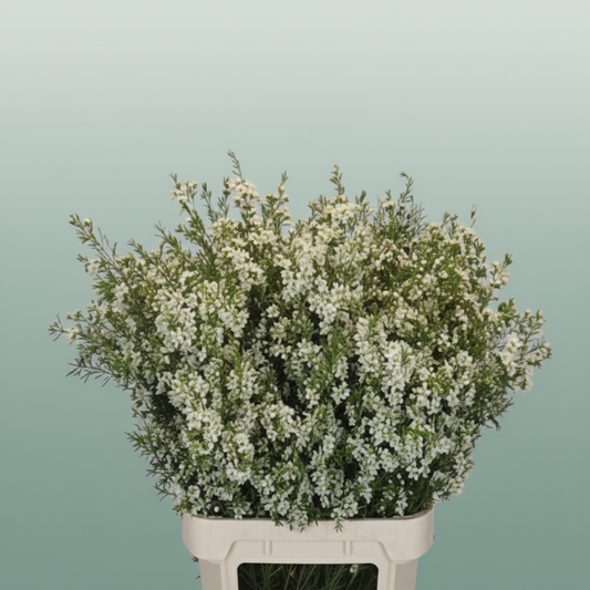 Waxflower White Wholesalers Choice