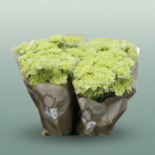 Carnation Standard Goblin