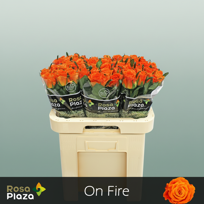 Rose - Rosa - On Fire
