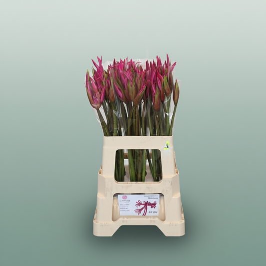 Amaranthus Anastasia