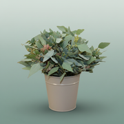 Eucalyptus - Eucalyptus - polyanthemos (fruit)