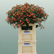 Queen of Orange Euphorbia Cut Stems – 80cm