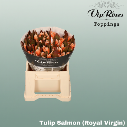 Dyed Tulip - Tulipa