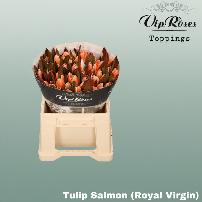 Dyed Tulip - Tulipa