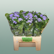 Ageratum ‘Blue Planet’ Blue Cut Stems – 55cm