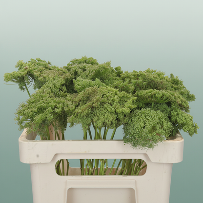 Ammi Green Mist (Dill)