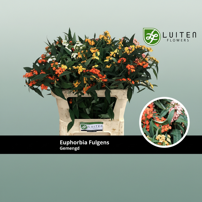Euphorbia Mixed