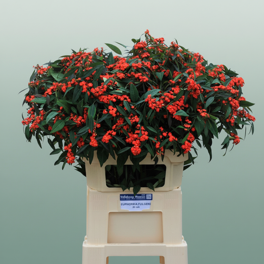 Euphorbia Red Surpris