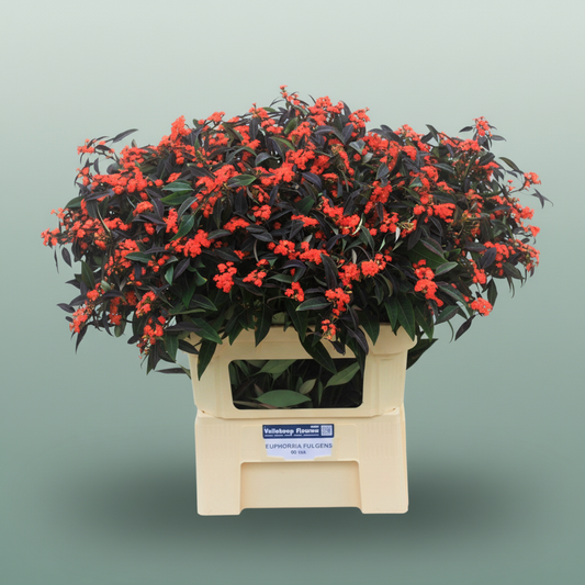 Euphorbia Ruby Red