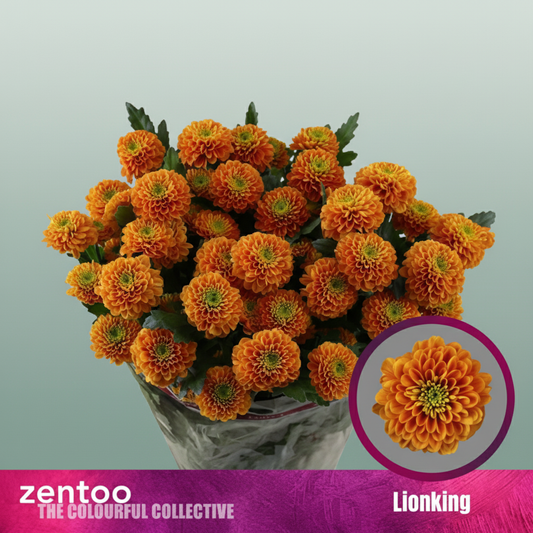 Chrysanthemum Spray Lionking