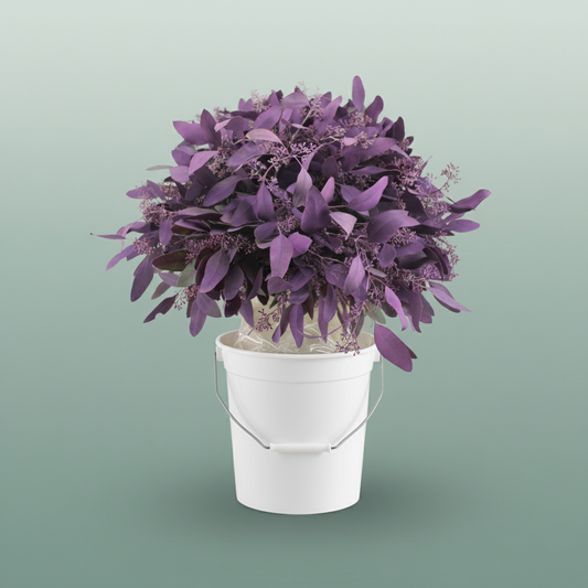 Eucalyptus Populus Dyed Lilac