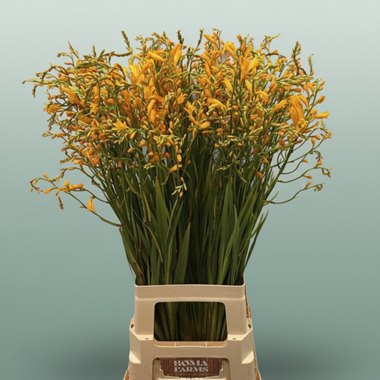 Crocos Georg Davison