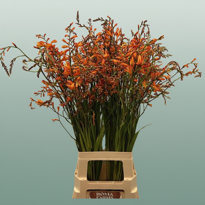 Crocosmia Lucifer
