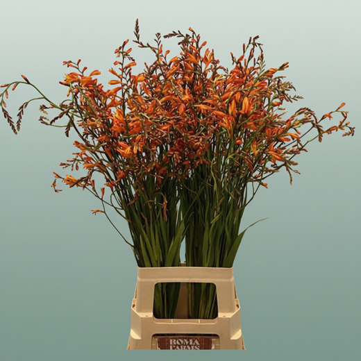 Crocosmia Lucifer