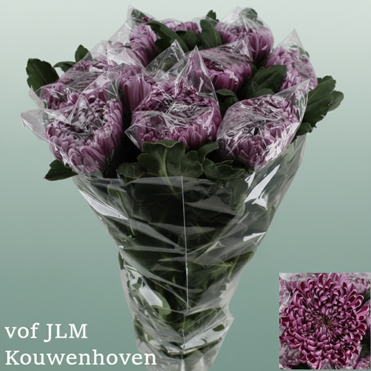 Chrysanthemum G Deko Gilb L Purple