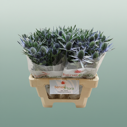 Eryngium Magnum Questar