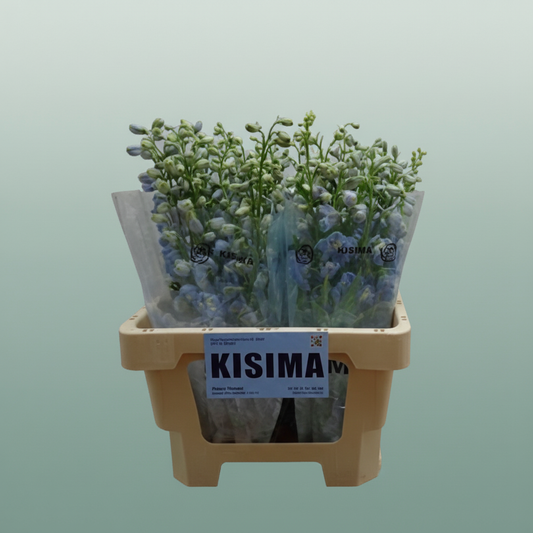 Delphinium Mag Skyblue