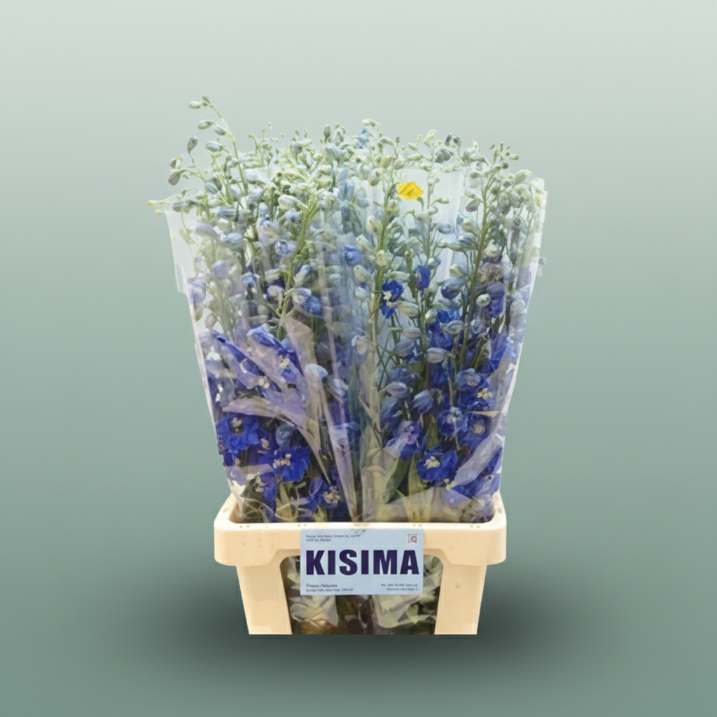 Delphinium Blue Shades