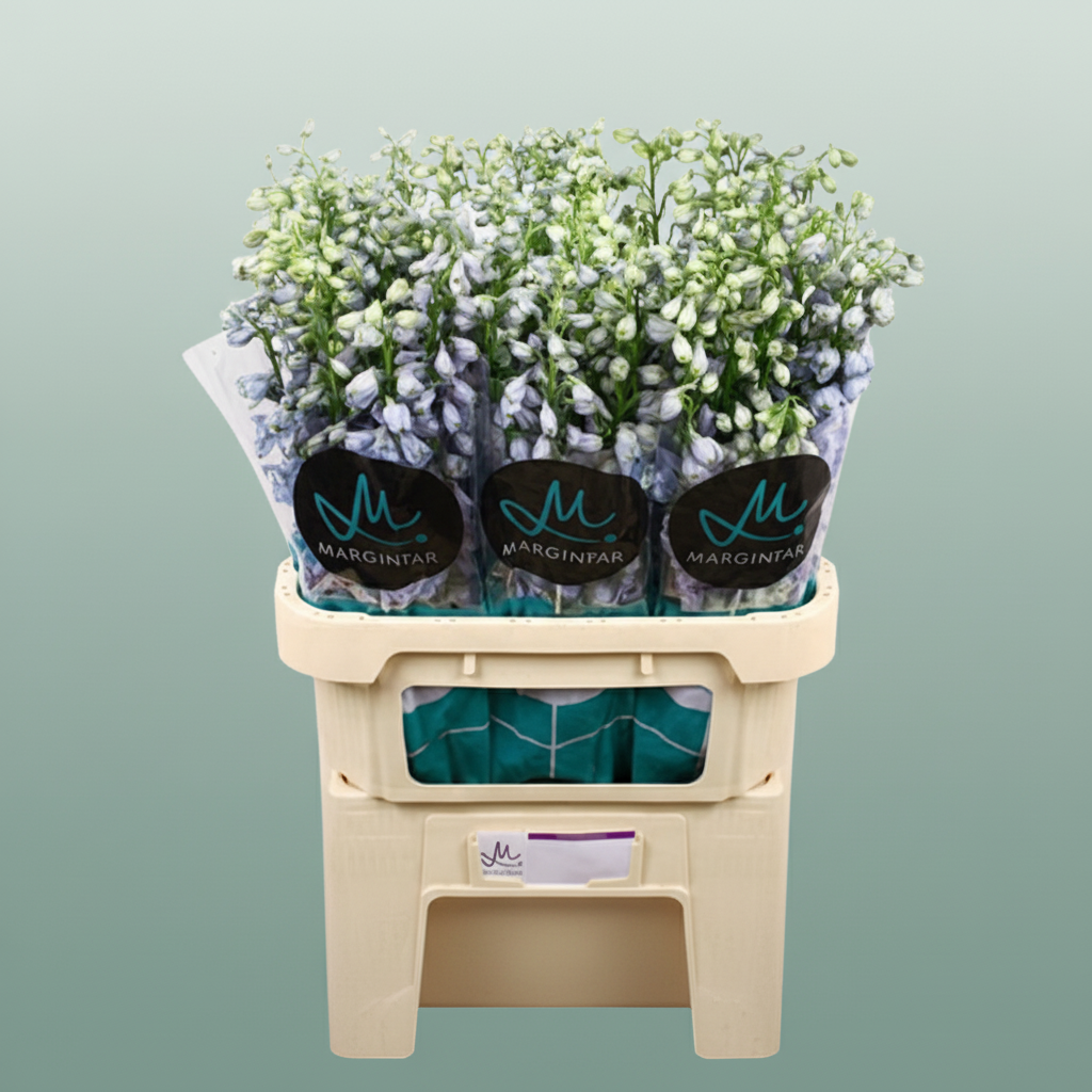 Delphinium Guardiam Lavender