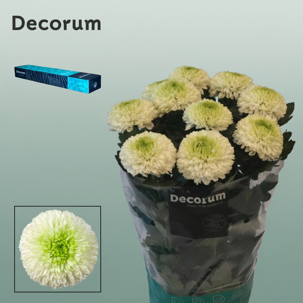 Chrysanthemum G Alibaba