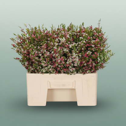 Waxflower My Sweet 16