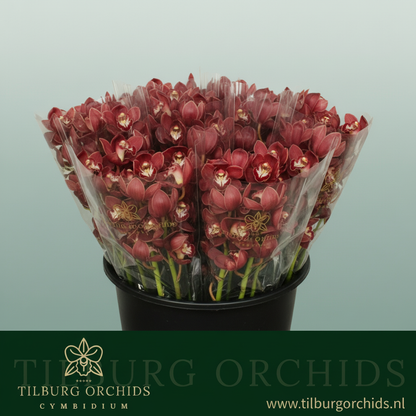 Orchid Cymbidium Priwine