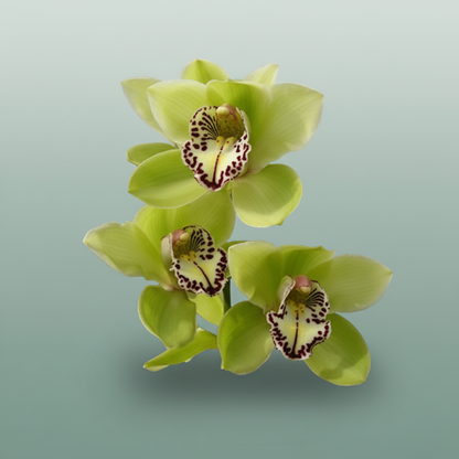 Orchid Cymbidium Mrs R Hood