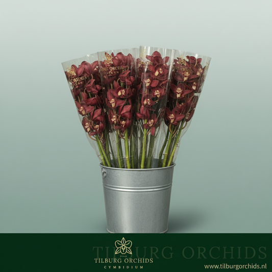 Orchid Cymbidium Priwine