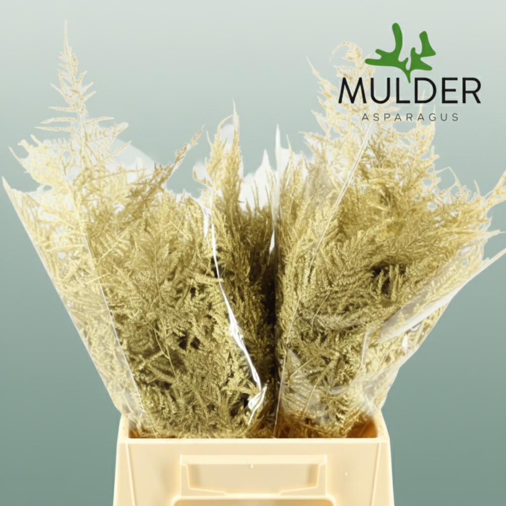 GR Asparagus Gold Dyed