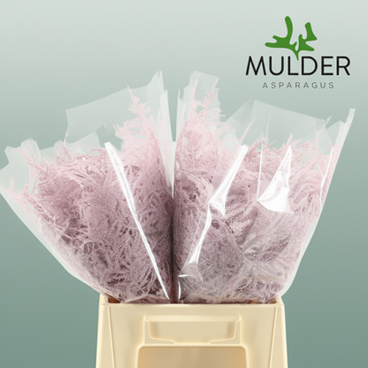 GR Asparagus Light Pink Dyed